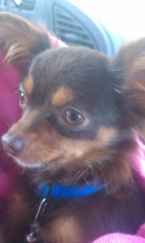 Mimsey