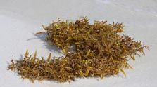 Sargassum