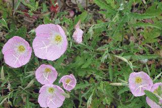 March 2012 - Pink Evening Primrose