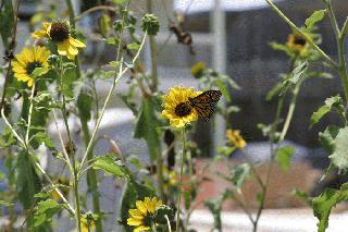 August 2012 - Common Sunflower
