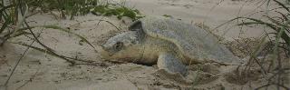 Kemp's Ridley Sea Turtle