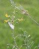 January 2011 - Yellow Sophora