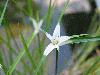 March 2011 - White Topped Umbrella Grass