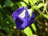 November 2011 - Butterfly Pea Vine